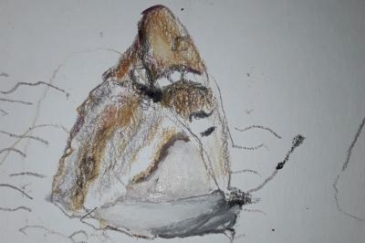 <i>Apatura ilia</i>