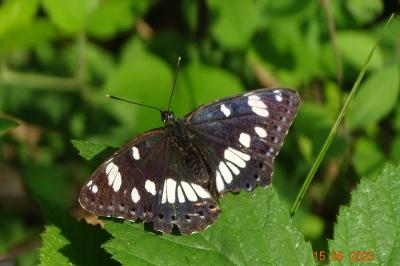 <i>Limenitis reducta</i>