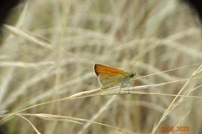 <i>Thymelicus sylvestris</i>