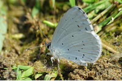 <i>Celastrina argiolus</i>