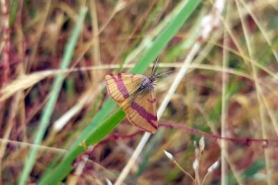 <i>Lythria cruentaria</i>