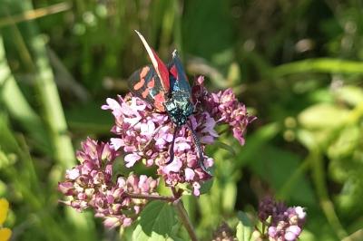 <i>Zygaena filipendulae</i>