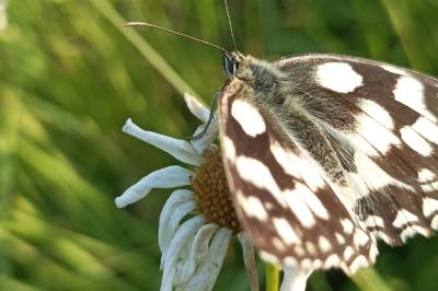 <i>Melanargia galathea</i>