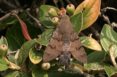 <i>Macroglossum stellatarum</i>