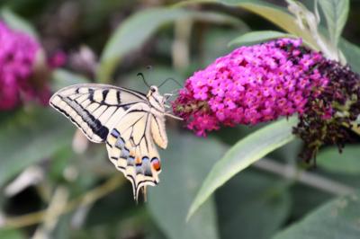 <i>Papilio machaon</i>