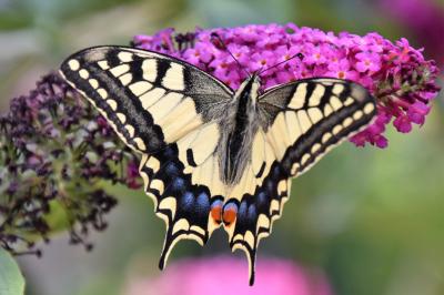 <i>Papilio machaon</i>