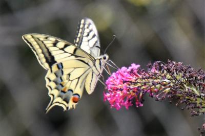 <i>Papilio machaon</i>