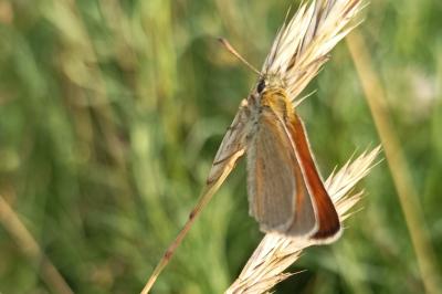 <i>Thymelicus sylvestris</i>