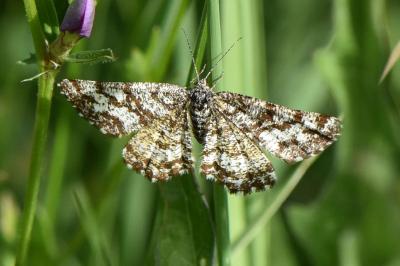 <i>Ematurga atomaria</i>