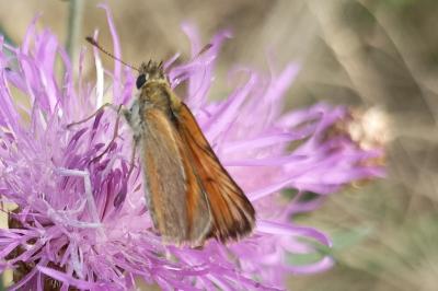 <i>Thymelicus lineola</i>