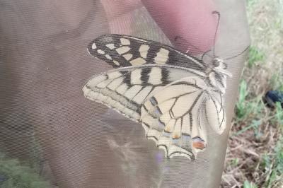 <i>Papilio machaon</i>