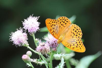 <i>Argynnis paphia</i>