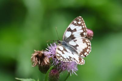<i>Melanargia galathea</i>