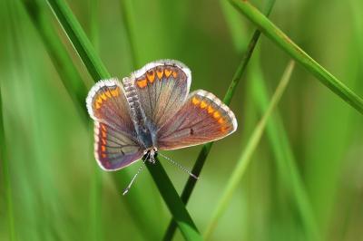 <i>Aricia agestis</i>
