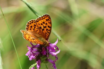 <i>Fabriciana adippe</i>