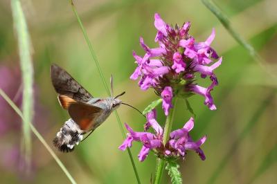 <i>Macroglossum stellatarum</i>