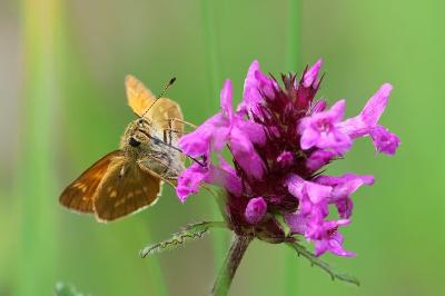 <i>Ochlodes sylvanus</i>