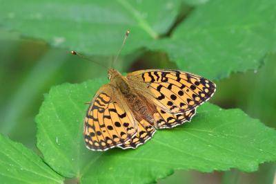 <i>Speyeria aglaja</i>