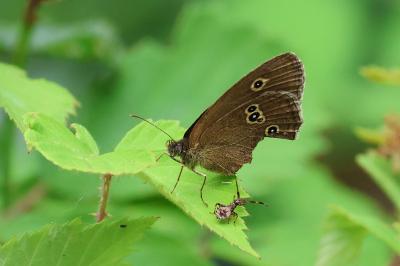 <i>Aphantopus hyperantus</i>