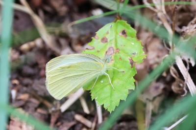 <i>Pieris rapae</i>