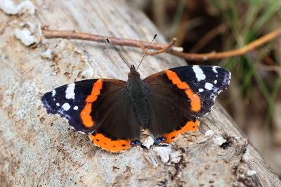 <i>Vanessa atalanta</i>