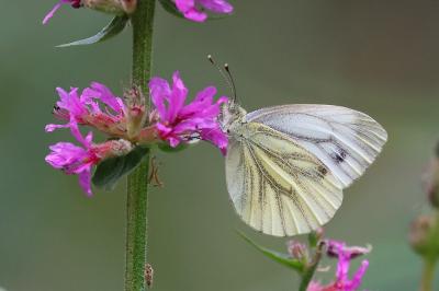 <i>Pieris napi</i>
