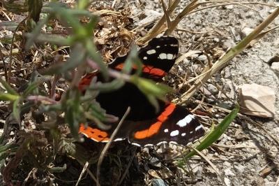 <i>Vanessa atalanta</i>