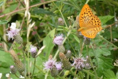 <i>Argynnis paphia</i>