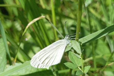 <i>Leptidea sinapis</i>