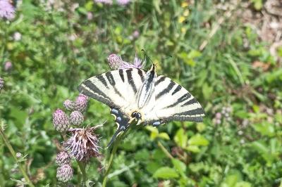 <i>Iphiclides podalirius</i>