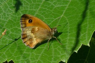 <i>Pyronia tithonus</i>