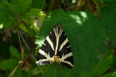 <i>Euplagia quadripunctaria</i>