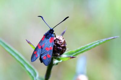 <i>Zygaena filipendulae</i>