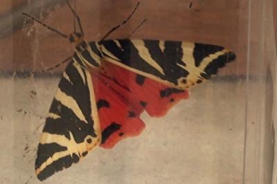 <i>Euplagia quadripunctaria</i>