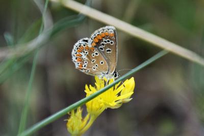 <i>Aricia agestis</i>