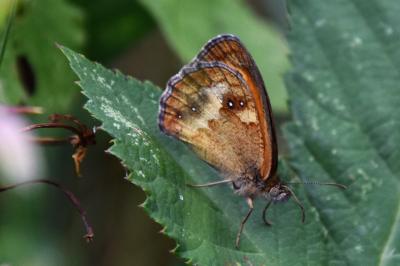 <i>Pyronia tithonus</i>