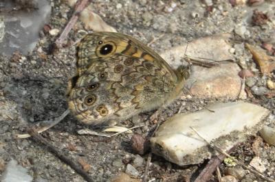 <i>Lasiommata megera</i>