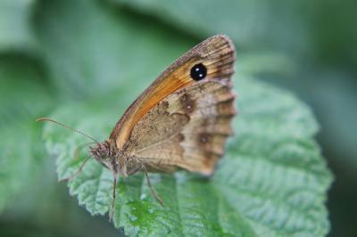 <i>Pyronia tithonus</i>