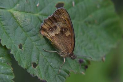 <i>Pyronia tithonus</i>