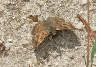 <i>Erynnis tages</i>