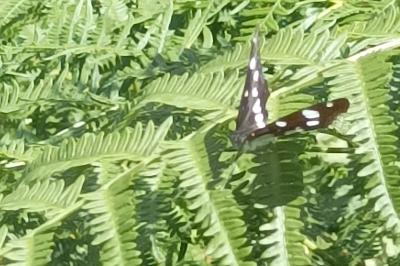 <i>Limenitis reducta</i>