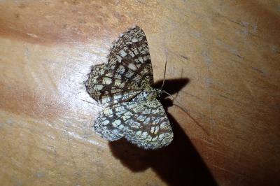 <i>Chiasmia clathrata</i>