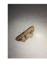 <i>Idaea dimidiata</i>
