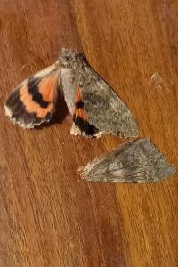 <i>Catocala elocata</i>