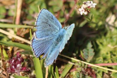 <i>Lysandra bellargus</i>