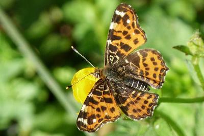 <i>Araschnia levana</i>