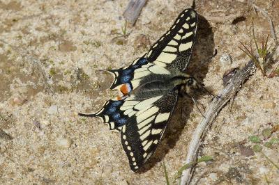 <i>Papilio machaon</i>