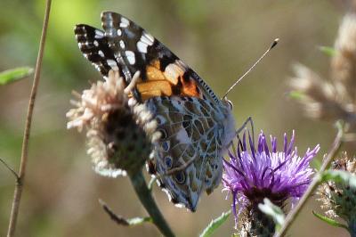 <i>Vanessa cardui</i>