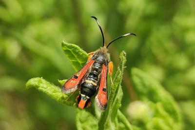 Sesiidae
