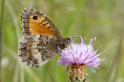 <i>Arethusana arethusa</i>